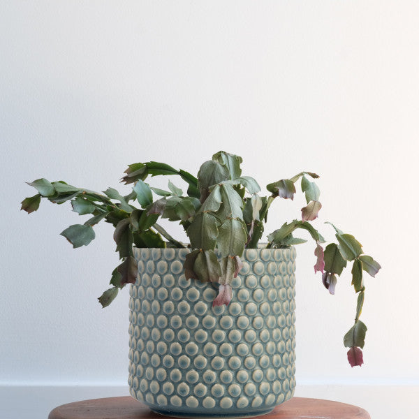 Round Sky Blue Stoneware Planter Pot with Polka Dots